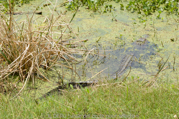 Brazos Bend State Park, TX, USA